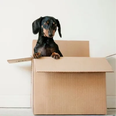 Tips Packing untuk Pindahan yang Lebih Mudah dan Terorganisir